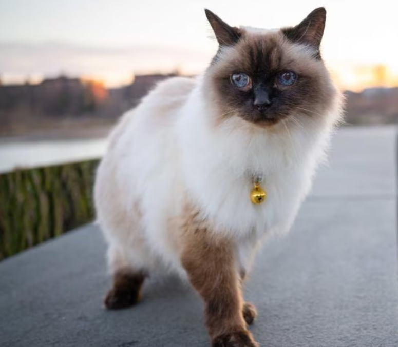 Hypoallergenic Cat Breeds