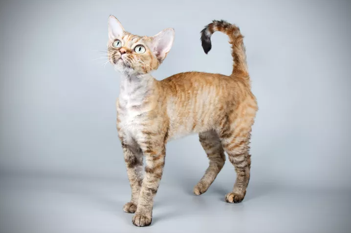 Hypoallergenic Cat Breeds