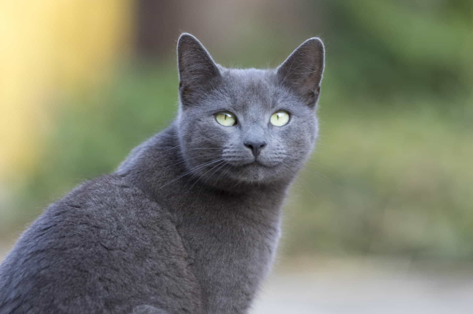 Hypoallergenic Cat Breeds