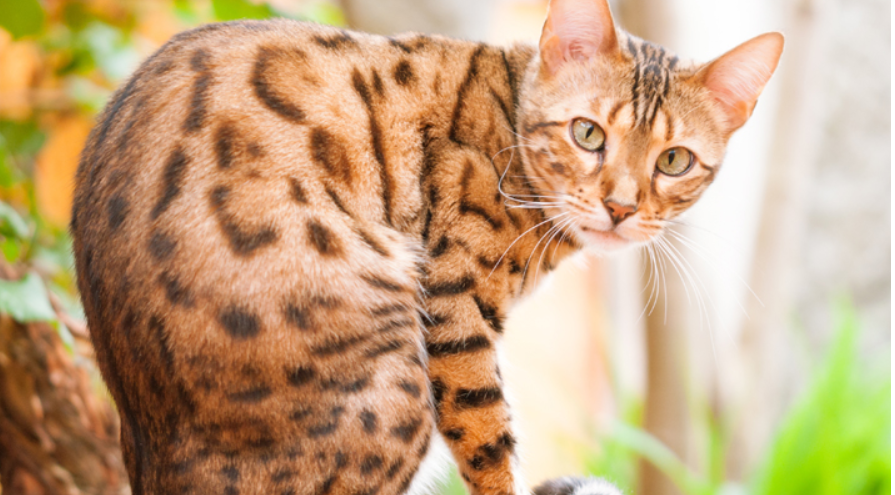 Hypoallergenic Cat Breeds