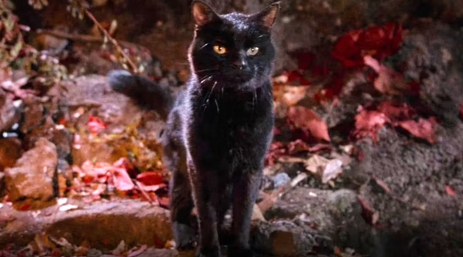 Facts about Black Cat | Black Cat Facts